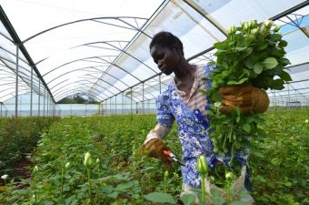 Israel Strengthens Environmental Ties to Africa: Part 2