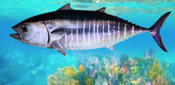 Bluefin-Tuna.jpg