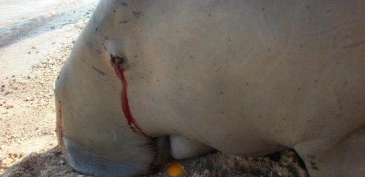 Dead-Dugong-Egypt-HEPCA-1.jpg