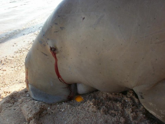 HEPCA, IUCN, Endangered Species, Diving, Egypt, Red Sea, Hurghada, Tourism, Dugong