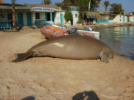 HEPCA, IUCN, Endangered Species, Diving, Egypt, Red Sea, Hurghada, Tourism, Dugong