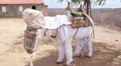 The World’s Coolest Beekeeper’s Helper is a Donkey in Brazil