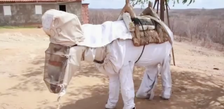 Donkey-Beekeeper-Brazil.png