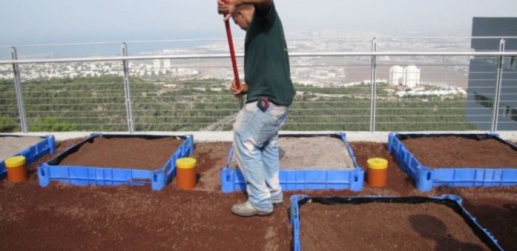 University-of-Haifa-Green-Roof.jpg