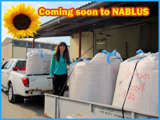 image noam edry seeds of bliss, sunflower seeds israel, palestine