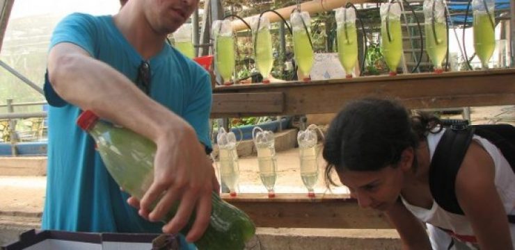 arab-jew-algae-research-israel-lead1.jpg