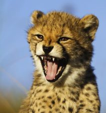 Cheetahs in Iran on the Brink of Extinction
