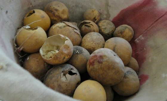 desert daughter bedouin, bedoin miriam aborkeek israel desert melons