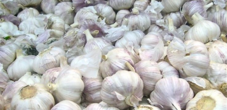 garlic-quran.jpg