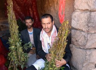 Khat Addiction Threatens Yemen’s Future