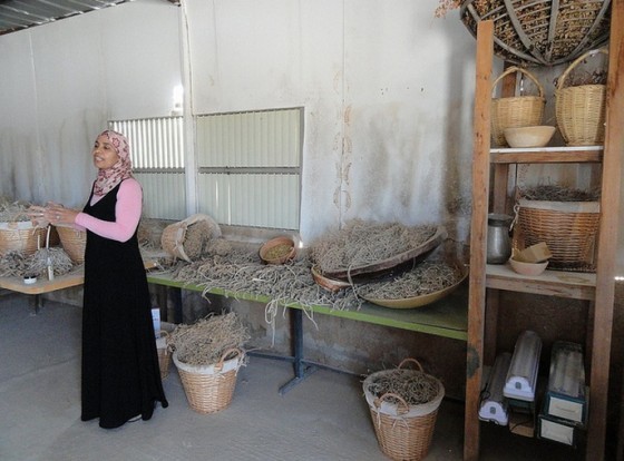 desert daughter bedouin, bedoin miriam aborkeek israel