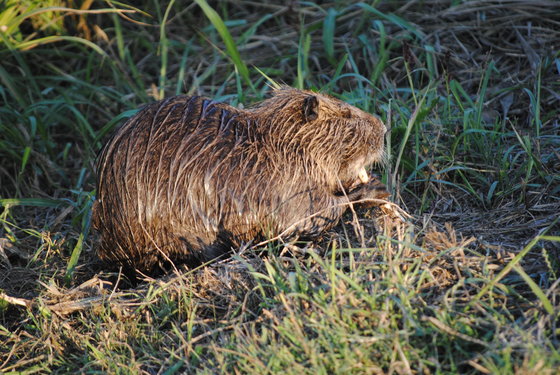 image nutria hulavalley