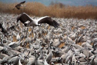 Dramatic Bird Migration on View at Israel’s Hula Valley