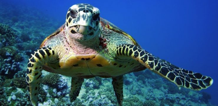 sea-turtle.jpg