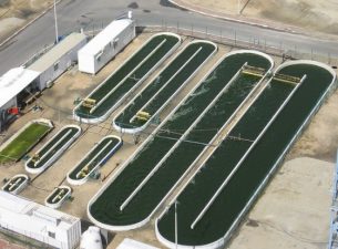 Nobel Prize Plant Scientist Outspoken Against Biofuel Effiency