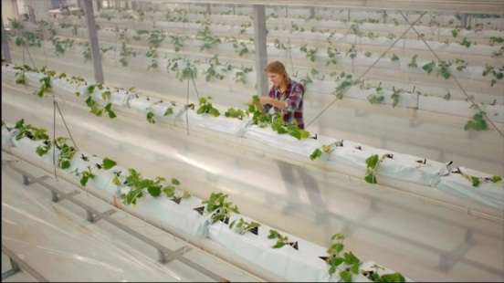 sahara forest project cucumbers desalination solar 