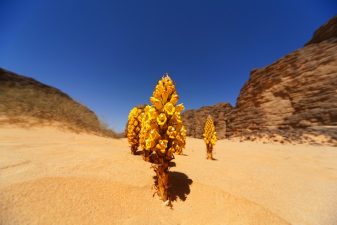 Moroccan Solar is Safe Despite Desertec Setbacks