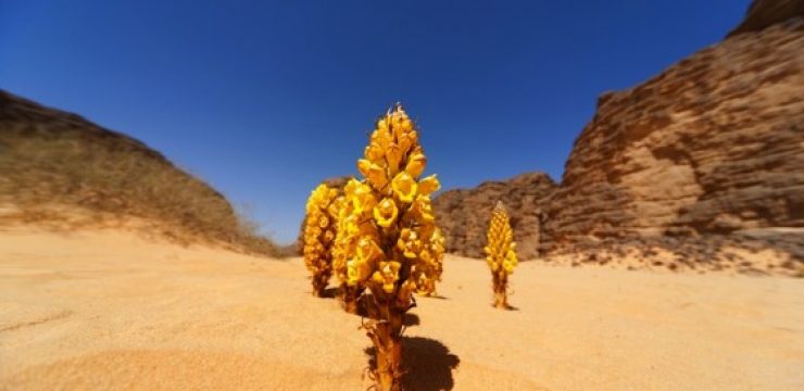 Desert-Sun-Morocco.jpg