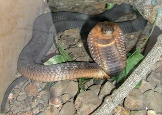 Snake Bites Man on Plane, Forces Emergency Landing