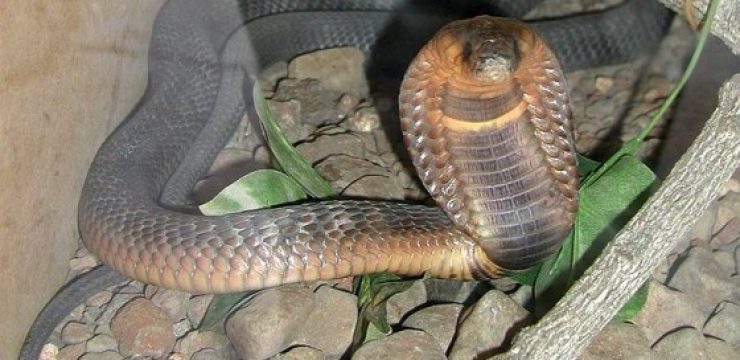 Egyptian-Cobra1.jpg