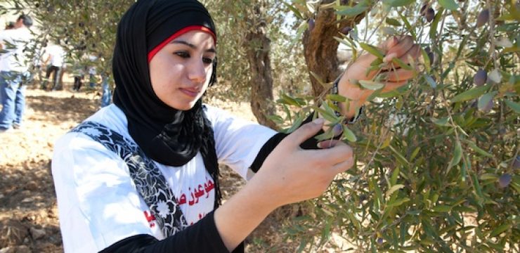 PalestineOlives.jpg