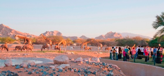 al ain zoo safari animals