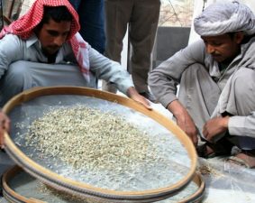 Egypt and Morocco’s Equator Prize Winners Preserve Environment through Tradition