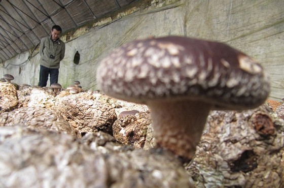 mushroom farm china