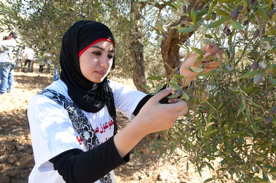 organic farming olive trees west bank, palestine