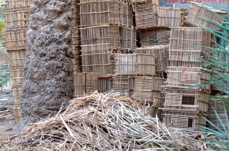 Date Palm Leaves Scrub Pharmaceuticals From Hospital Wastewater