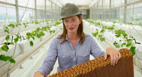 sahara desert forest project cucumber