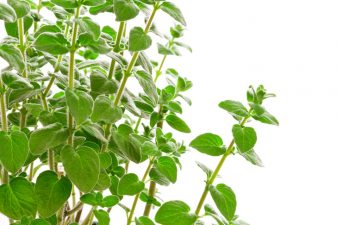 Simple Oregano Keeps Chickens Disease Free