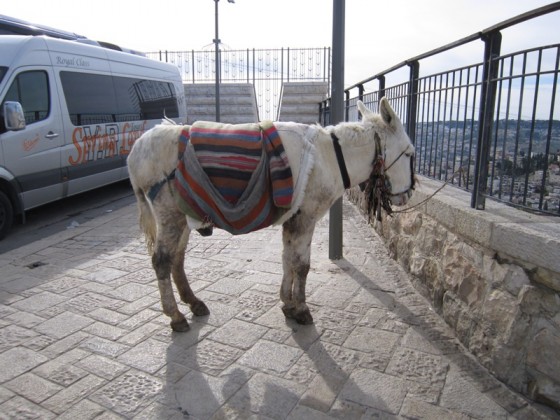 jerusalem white donkey ass
