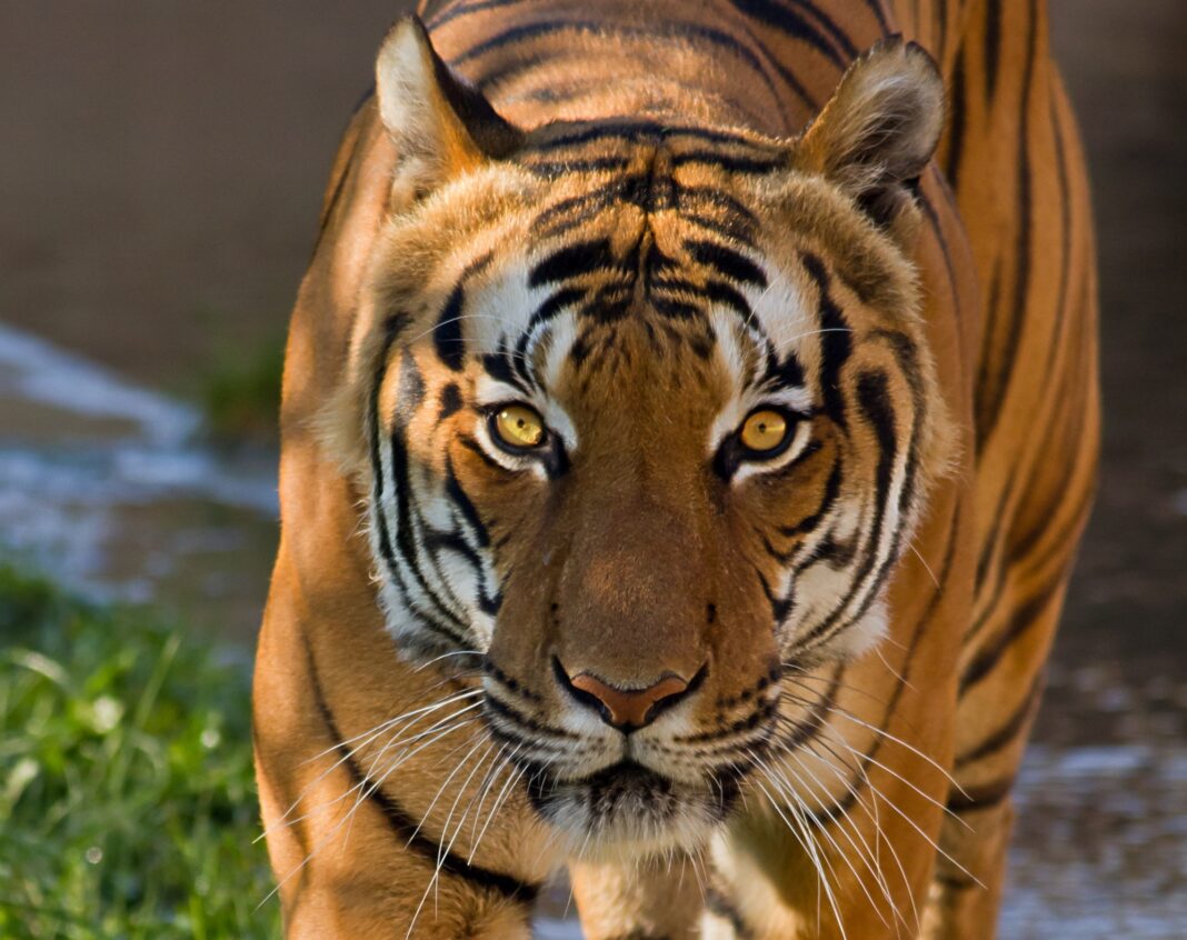 bengal tiger eyes hunting in water