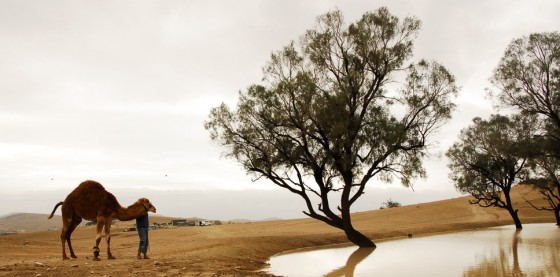 israel water floods oasis camel