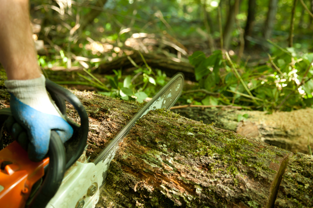 Energy-Strapped Syrians Cut Down Precious Forests for Firewood