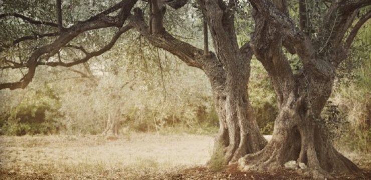 Ancient-olive-tree.jpg