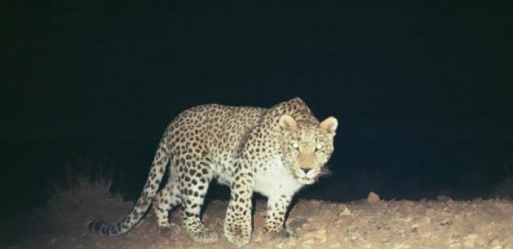Irans-Oldest-Leopard.jpg