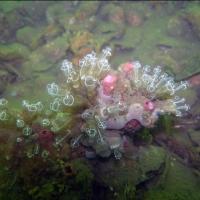 gulf izmir turkey sea life