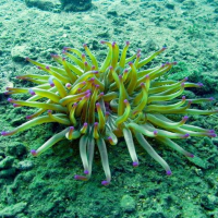 gulf izmir turkey sea life