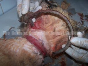 Act Now to Help Jordan Learn to Befriend Man’s Best Friend Act Now to Help Jordan Learn to Befriend Man’s Best Friend