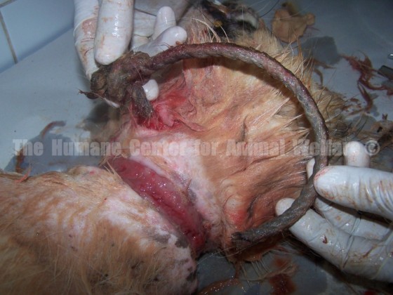 Act Now to Help Jordan Learn to Befriend Man’s Best Friend