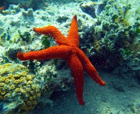 Life Returns To Gulf – Once A Sewer On Turkey’s Aegean Coast