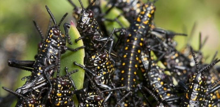 locust-swarm-north-africa-morocco-algeria-560x324.jpg