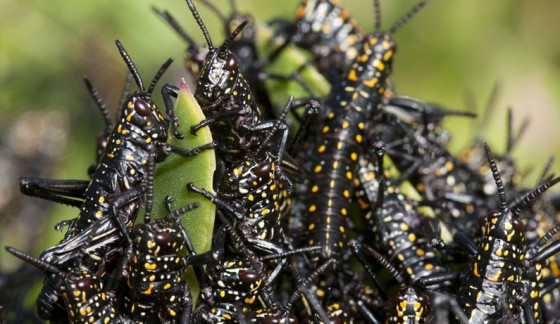 Locusts Threaten to Overtake Egypt