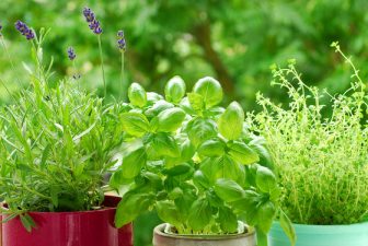 Grow 7 Healing Herbs At Home