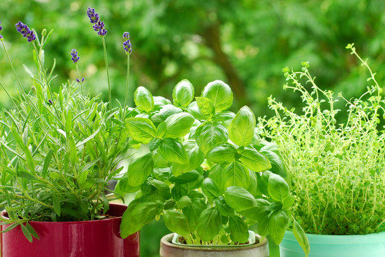 grow healing herbs at home