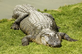 Golan Heights Slated for Oil and Gas Drilling…and Environmental Damage?