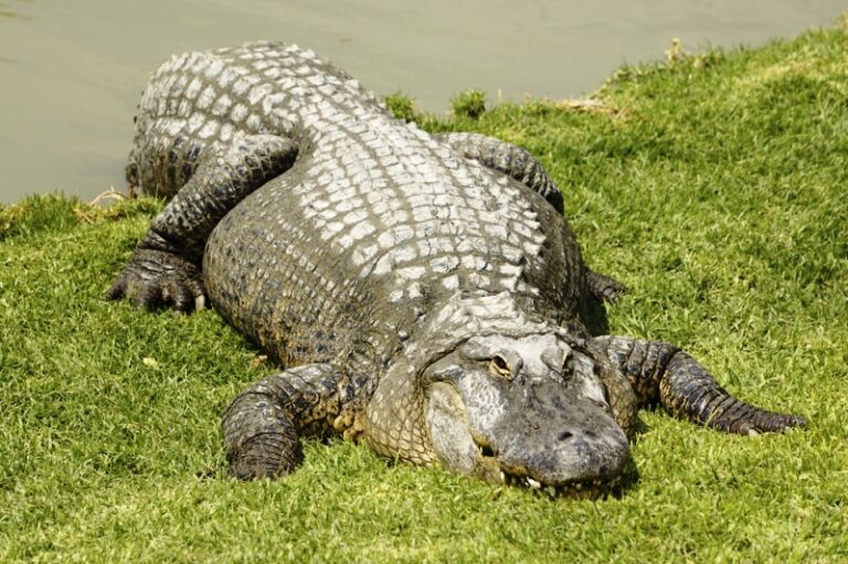 Golan Heights Slated for Oil and Gas Drilling…and Environmental Damage?