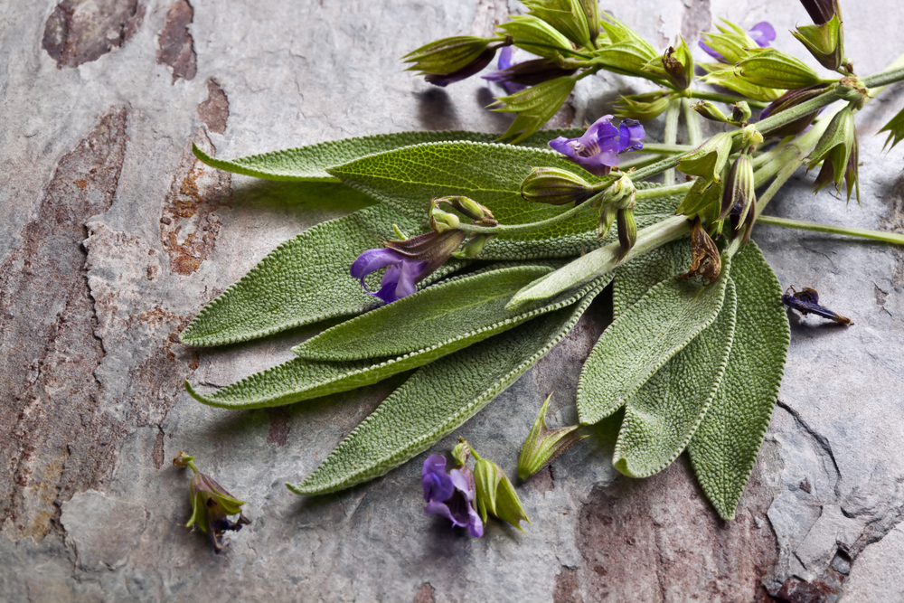 sage healing plant BioXplore